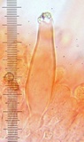 Inocybe pusio image