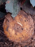 Pholiota gallica image