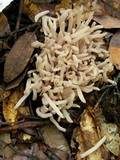 Clavaria rubicundula image