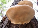 Fomitopsis ochracea image
