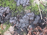 Kretzschmaria deusta image