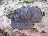 Kretzschmaria deusta image
