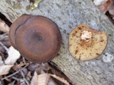 Polyporus brumalis image