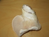 Pleurotus eryngii image