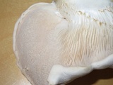 Pleurotus eryngii image