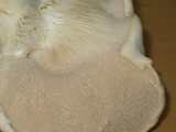 Pleurotus eryngii image
