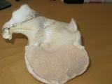 Pleurotus eryngii image