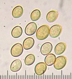 Crepidotus mollis image