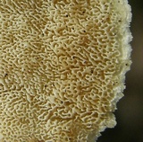 Trametes ochracea image
