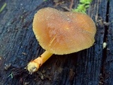Pluteus romellii image