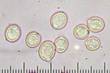 Pluteus romellii image