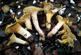 Hygrophorus chrysodon image