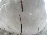 Phellinus igniarius image