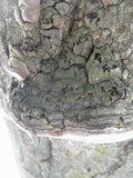 Phellinus igniarius image