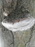 Phellinus igniarius image