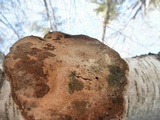 Fomes excavatus image