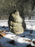 Fomes excavatus image