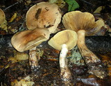 Cortinarius superbus image