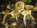Cortinarius superbus image