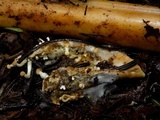 Onygena equina image