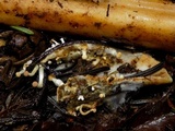 Onygena equina image