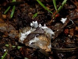 Onygena equina image