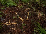 Onygena equina image