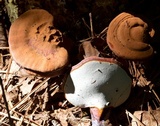 Ganoderma meredithiae image