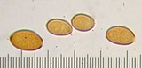 Bolbitius reticulatus image