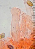 Bolbitius reticulatus image
