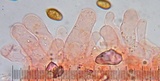 Bolbitius reticulatus image