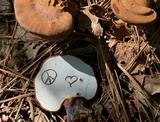 Ganoderma meredithiae image