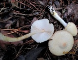 Lepiota clypeolaria image