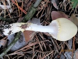 Lepiota clypeolaria image