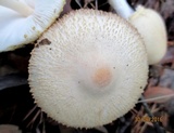 Lepiota clypeolaria image
