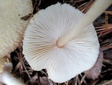 Lepiota clypeolaria image