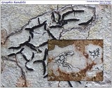 Graphis handelii image