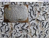 Graphis lineola image