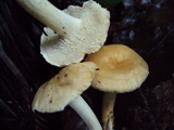 Hydnum oregonense image
