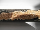 Irpex lacteus image