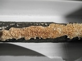 Irpex lacteus image