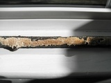 Irpex lacteus image