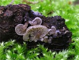 Entoloma byssisedum image