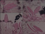 Graphis handelii image