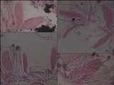 Graphis handelii image