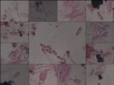 Graphis handelii image