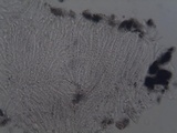 Graphis lineola image