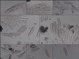 Graphis lineola image