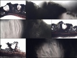Graphis verminosa image