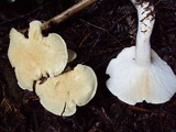 Leucopaxillus albissimus image